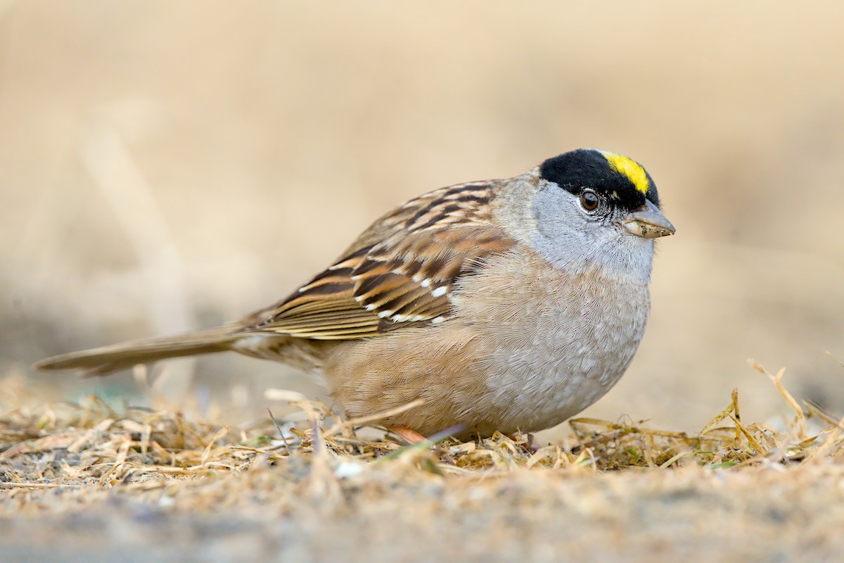 Golden-crowned Sparrow - ML659369817