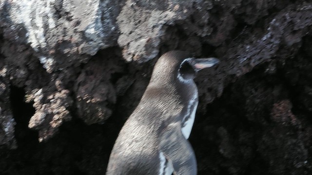 Galapagos Penguin - ML659369905