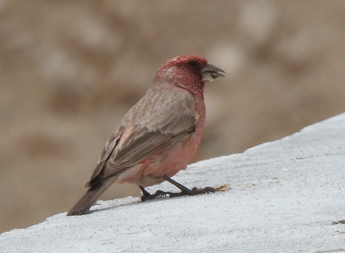 Great Rosefinch - ML659369964