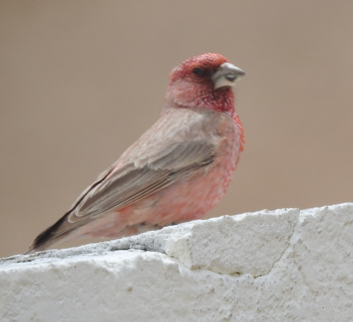 Great Rosefinch - ML659369977