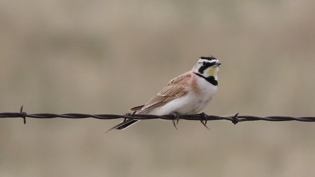 Horned Lark - ML659370009