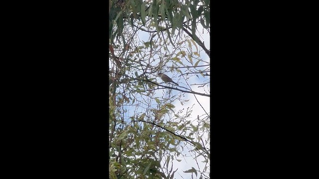 Eastern Olivaceous Warbler - ML659370011