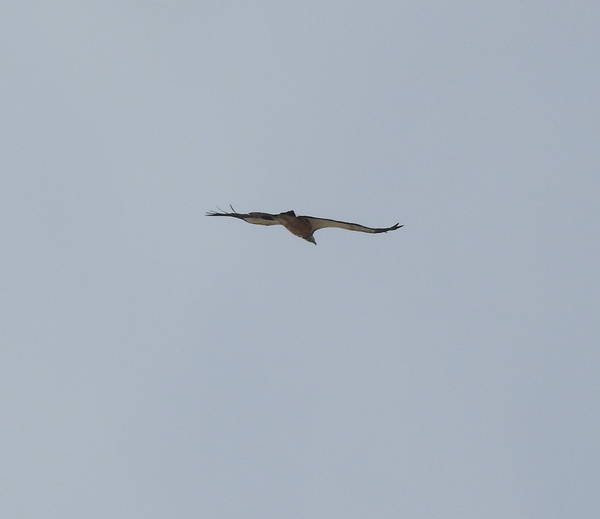 Himalayan Griffon - ML659370019