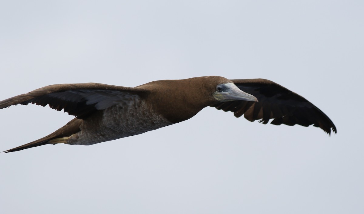 Brown Booby - ML65937011