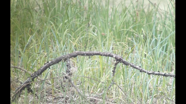 Scissor-tailed Flycatcher - ML659370399