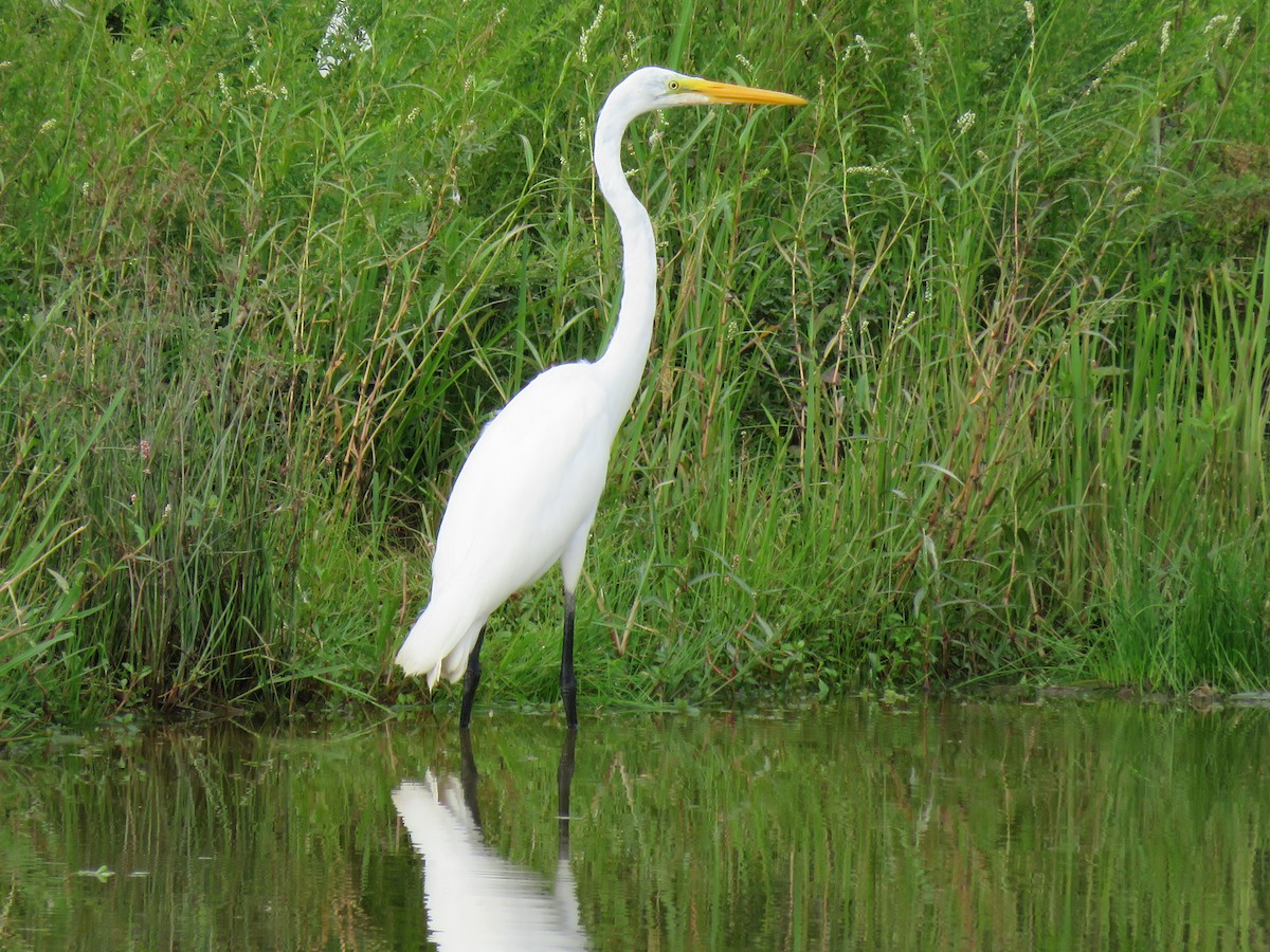Great Egret - ML65937071