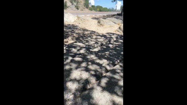 Mexican Jay - ML659370871