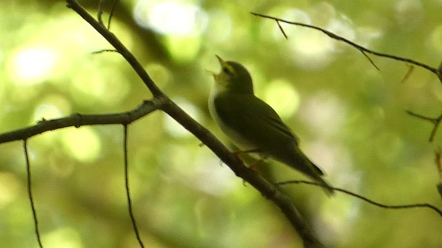 Wood Warbler - ML659371047