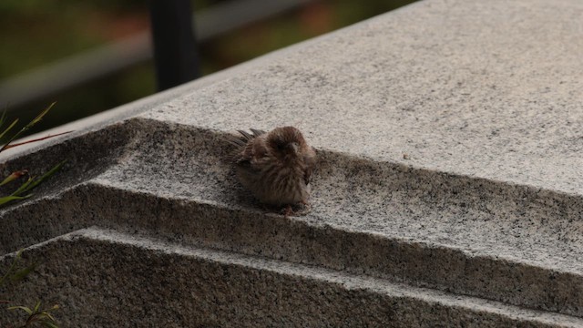House Finch - ML659371089