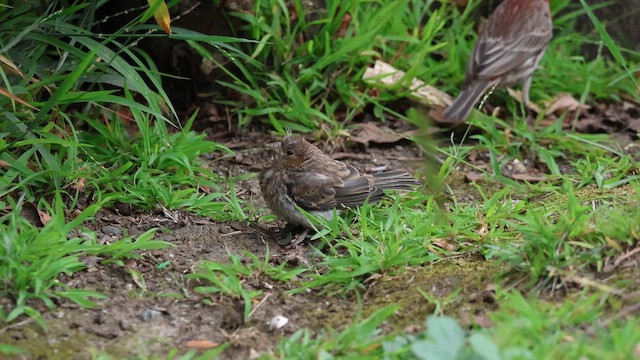 House Finch - ML659371090