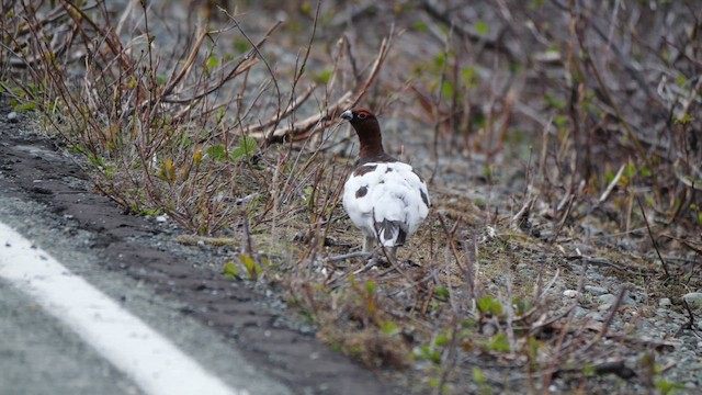 Willow Ptarmigan - ML659371112
