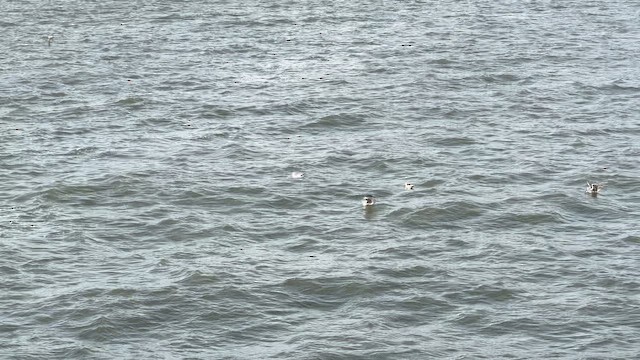 Great Black-backed Gull - ML659371156