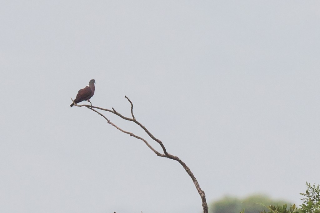 Eastern Bronze-naped Pigeon - ML659371157