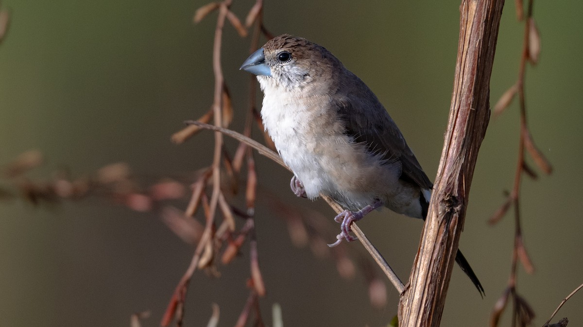Indian Silverbill - ML659371158