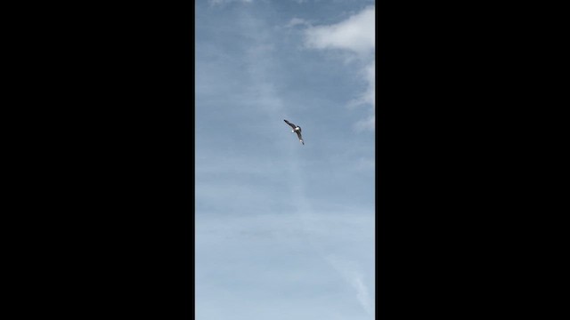 Great Black-backed Gull - ML659371190