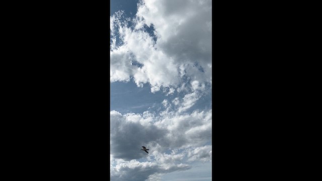 gull sp. - ML659371194
