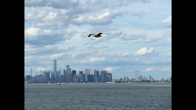 American Herring Gull - ML659371248