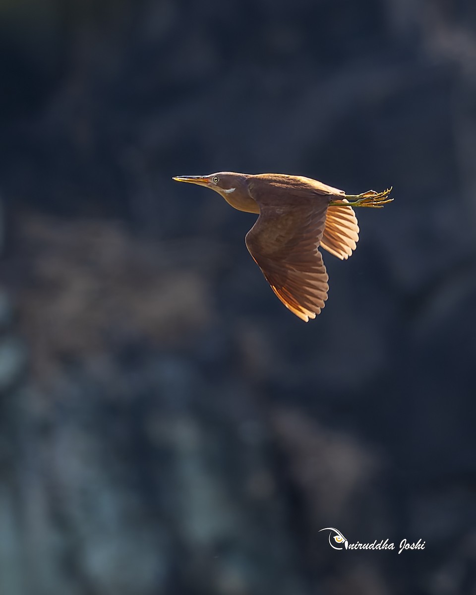 Cinnamon Bittern - ML659371280