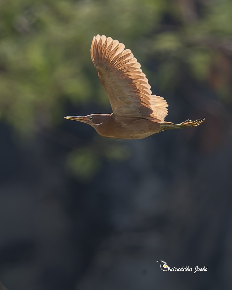 Cinnamon Bittern - ML659371281