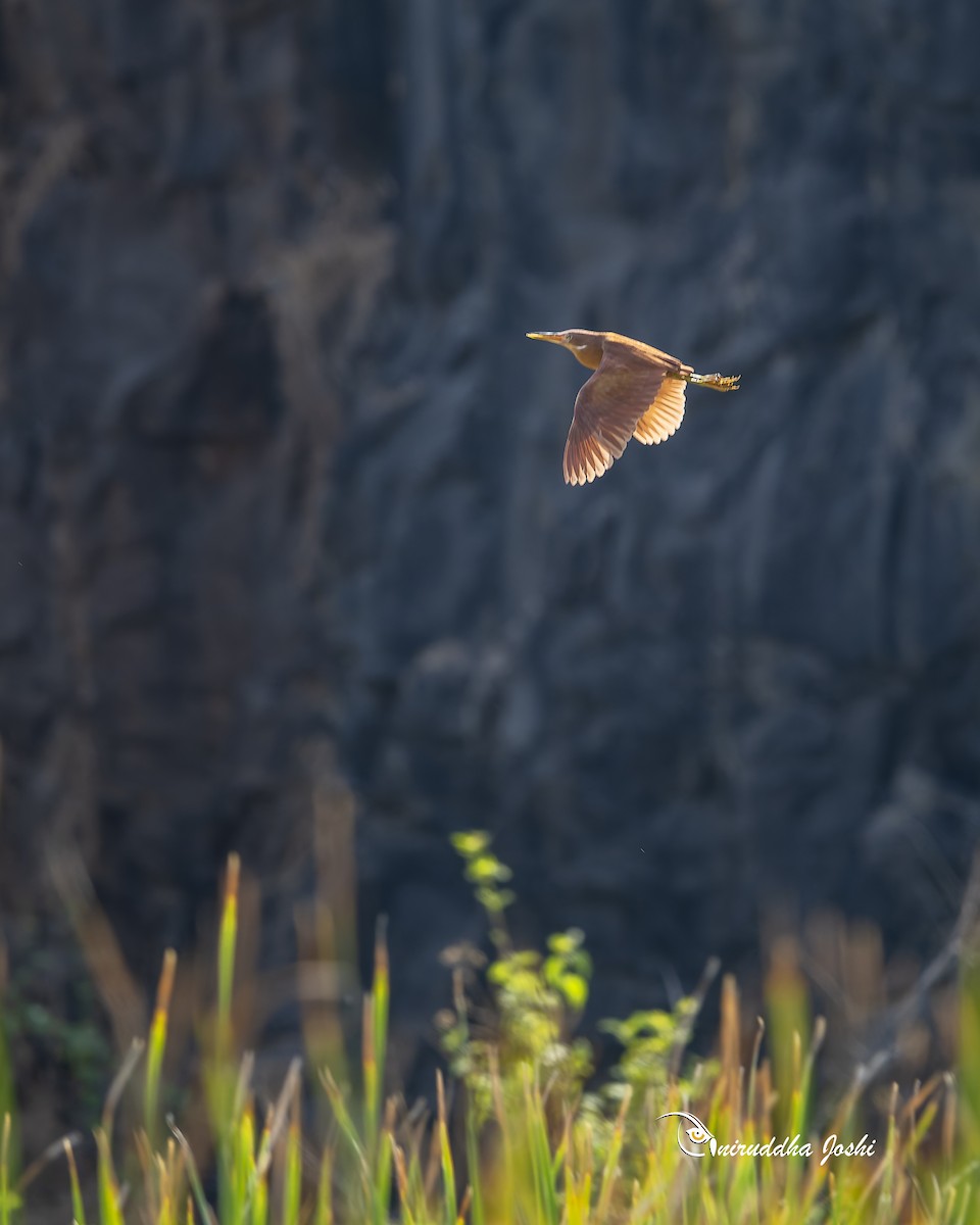 Cinnamon Bittern - ML659371282
