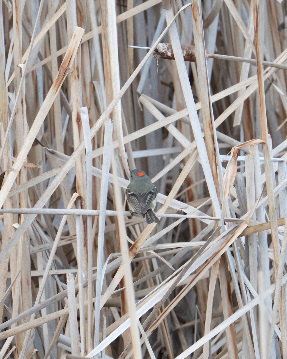 Ruby-crowned Kinglet - ML659371300