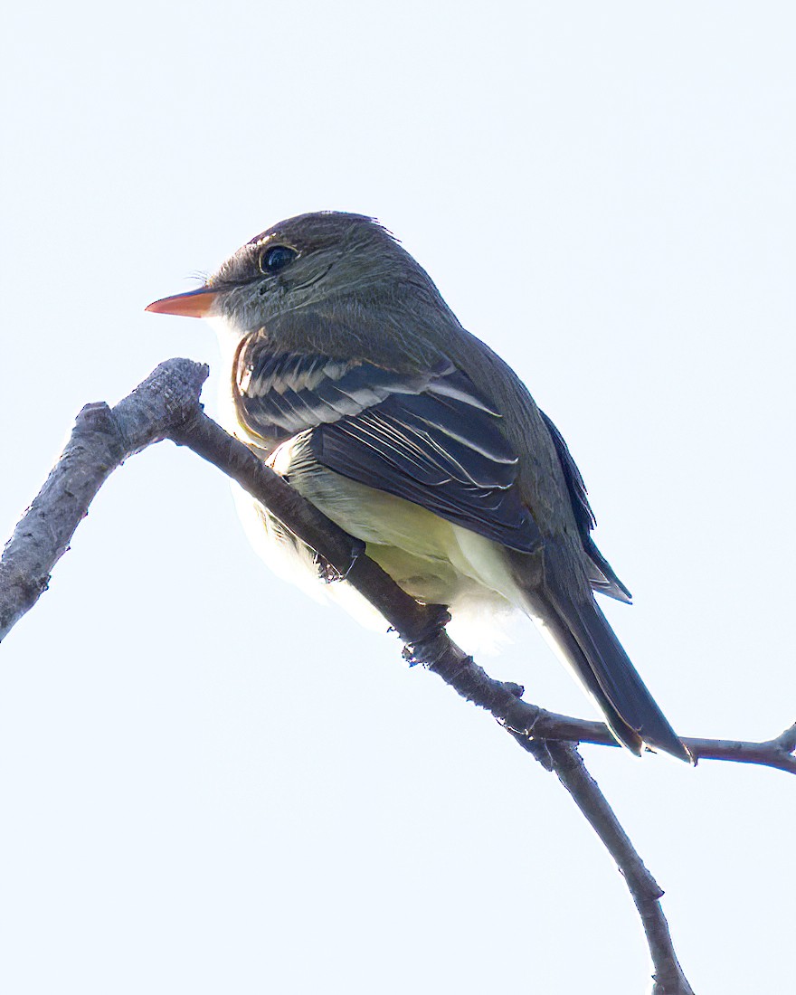 Alder Flycatcher - ML659371380
