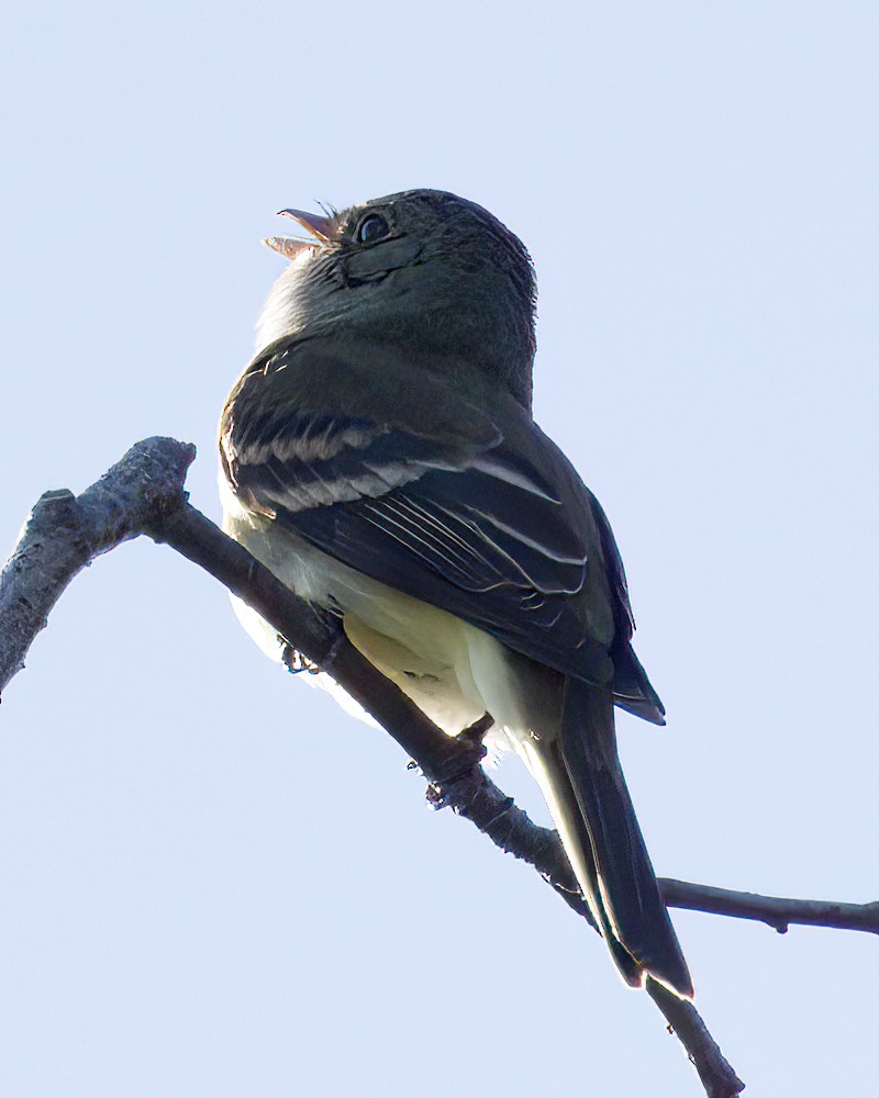 Alder Flycatcher - ML659371481