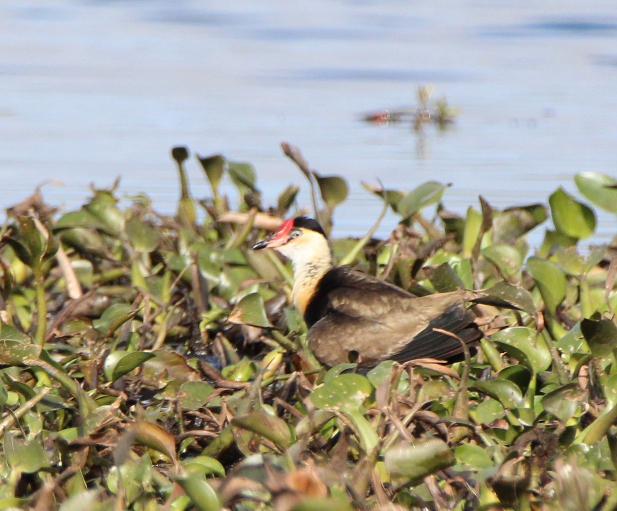 Comb-crested Jacana - ML659371627