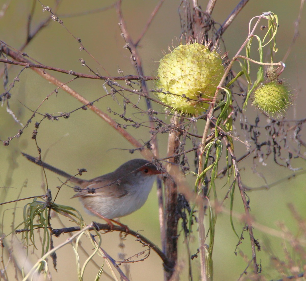 Superb Fairywren - ML659371635
