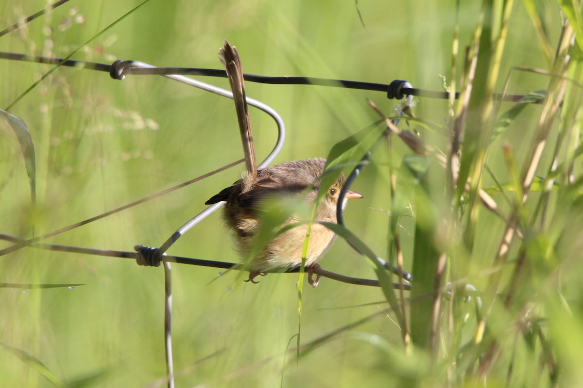 Red-backed Fairywren - ML659371649