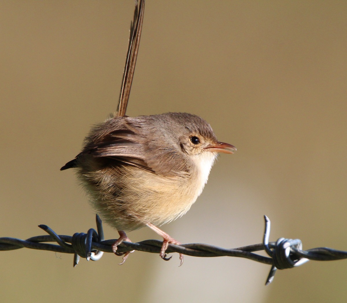 Red-backed Fairywren - ML659371651