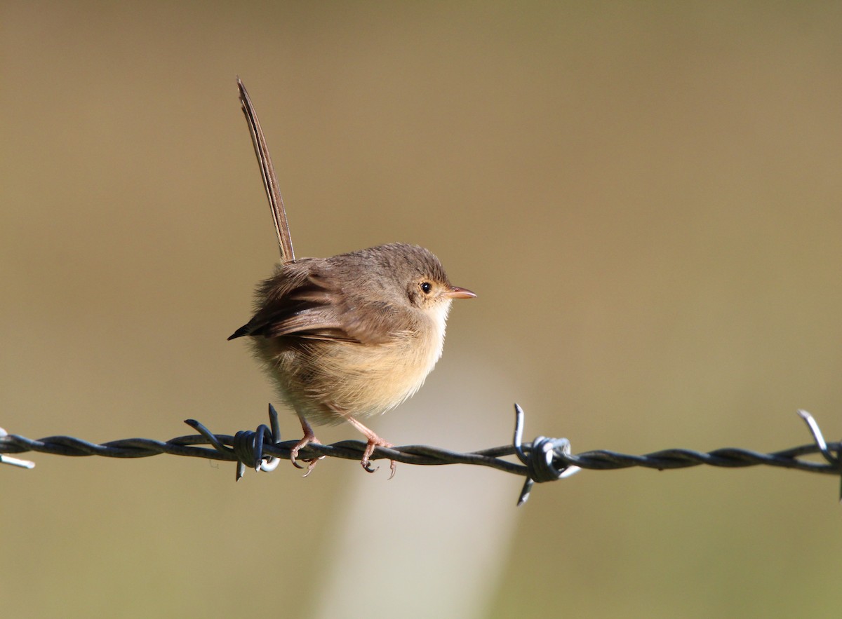 Red-backed Fairywren - ML659371655