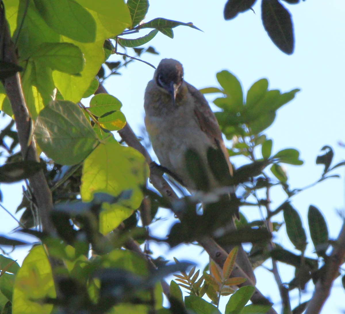 Little Friarbird - ML659371659