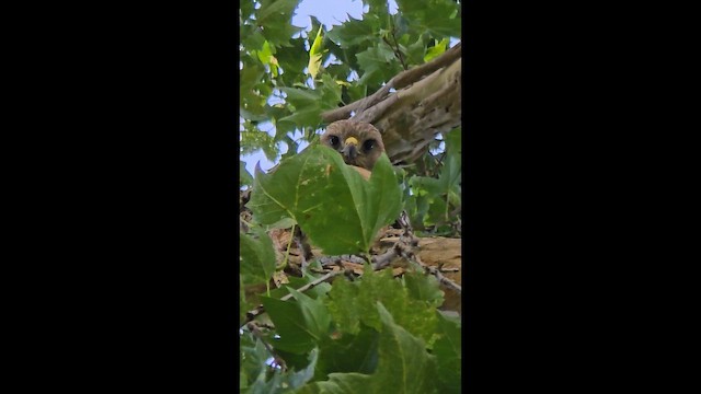 Red-shouldered Hawk - ML659371667
