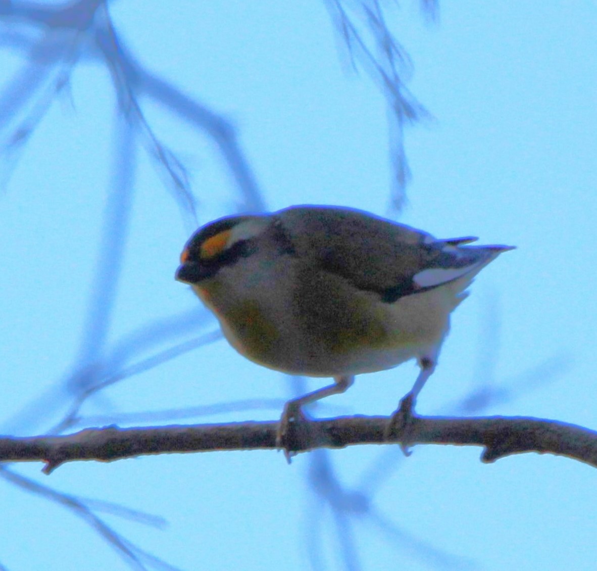 Striated Pardalote - ML659371668