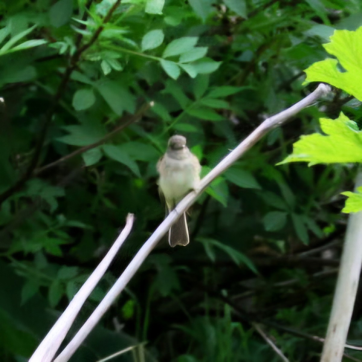 Alder Flycatcher - ML659371670
