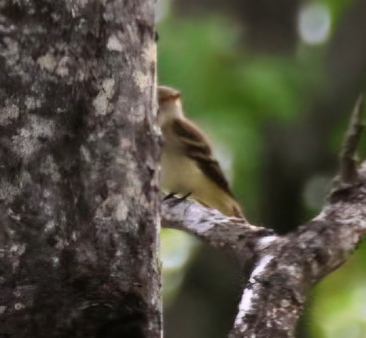 Alder Flycatcher - ML659371671