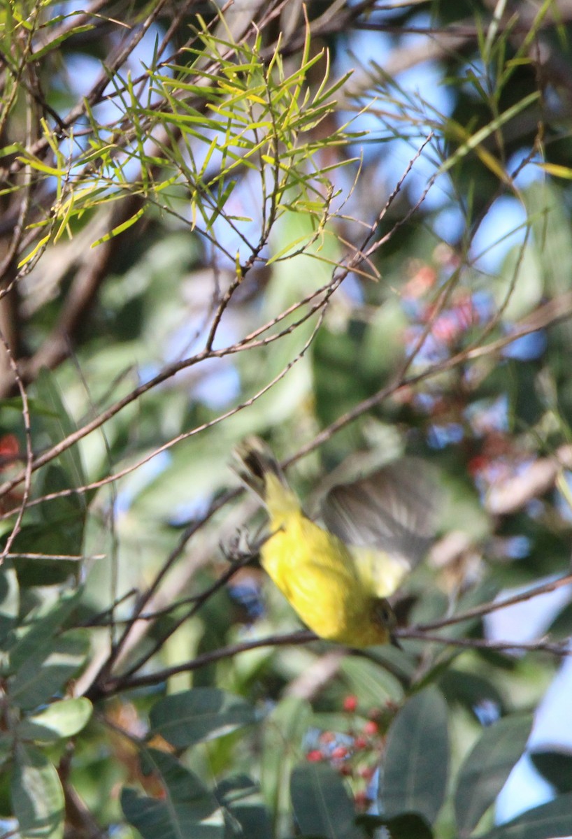 Yellow Thornbill - ML659371673