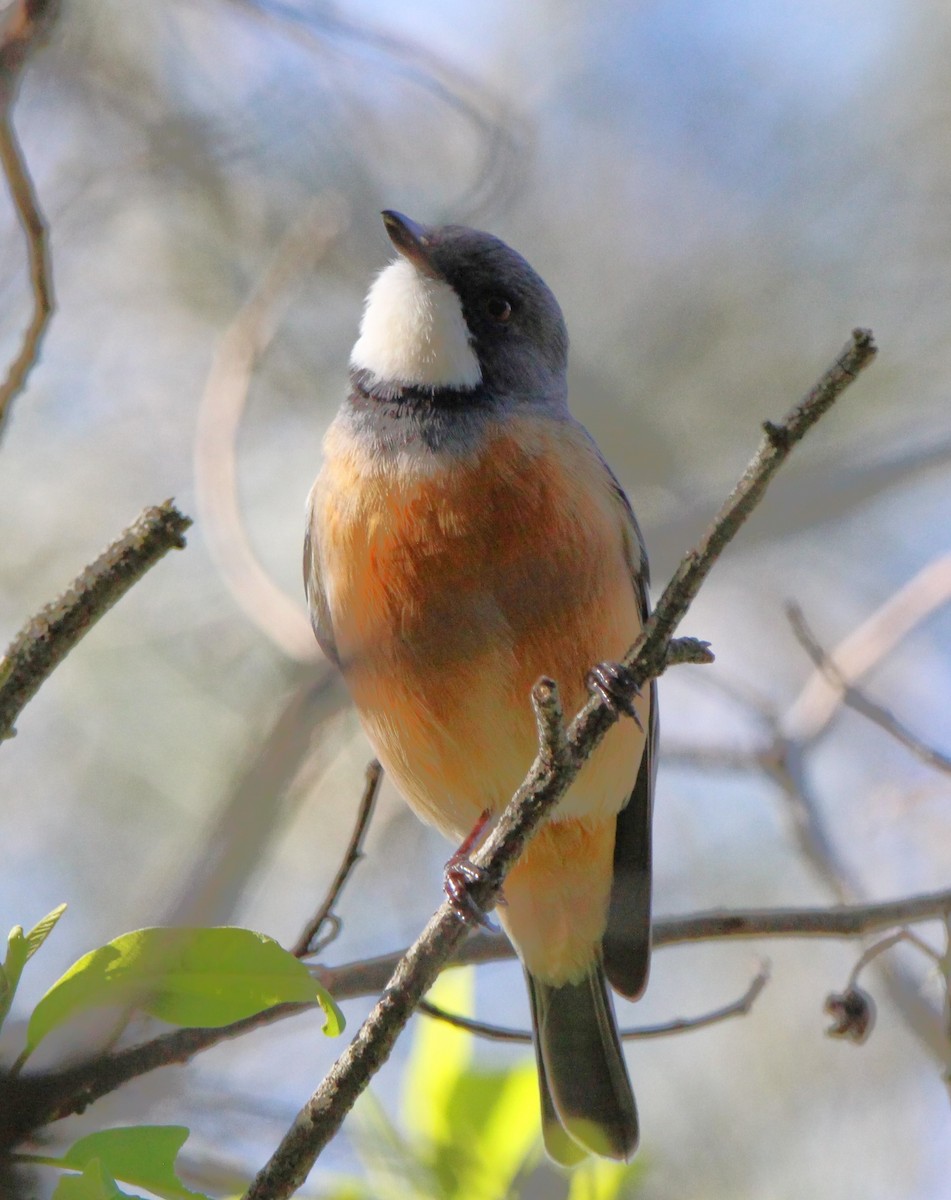 Rufous Whistler - ML659371674
