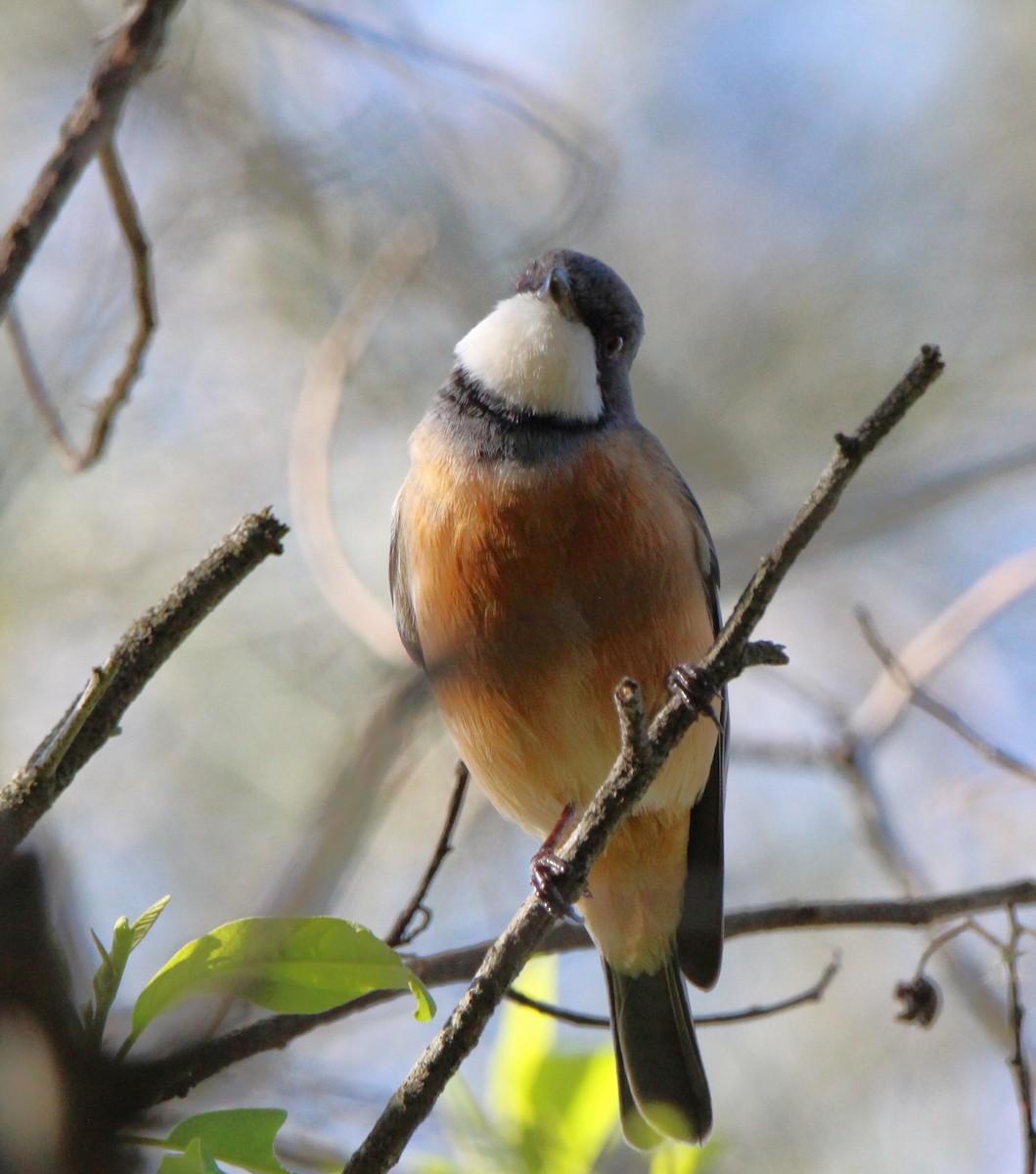 Rufous Whistler - ML659371677