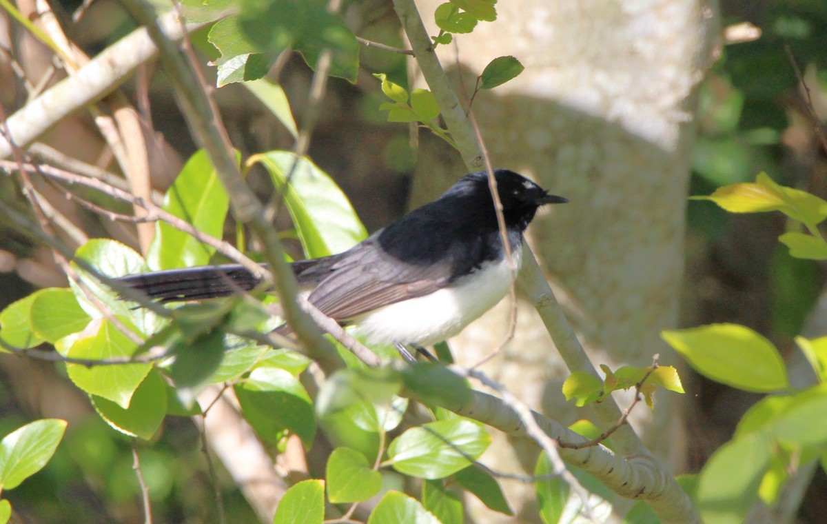 Willie-wagtail - ML659371683