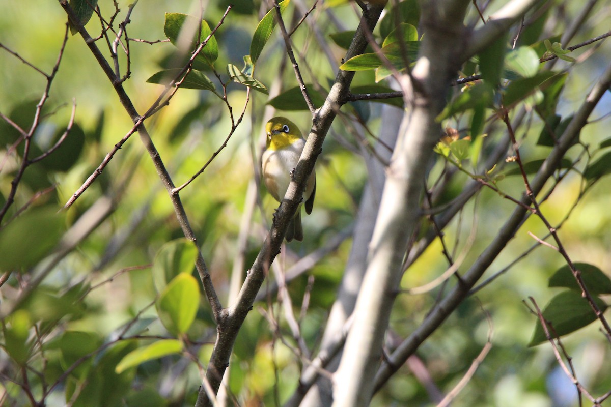 Silvereye - ML659371689