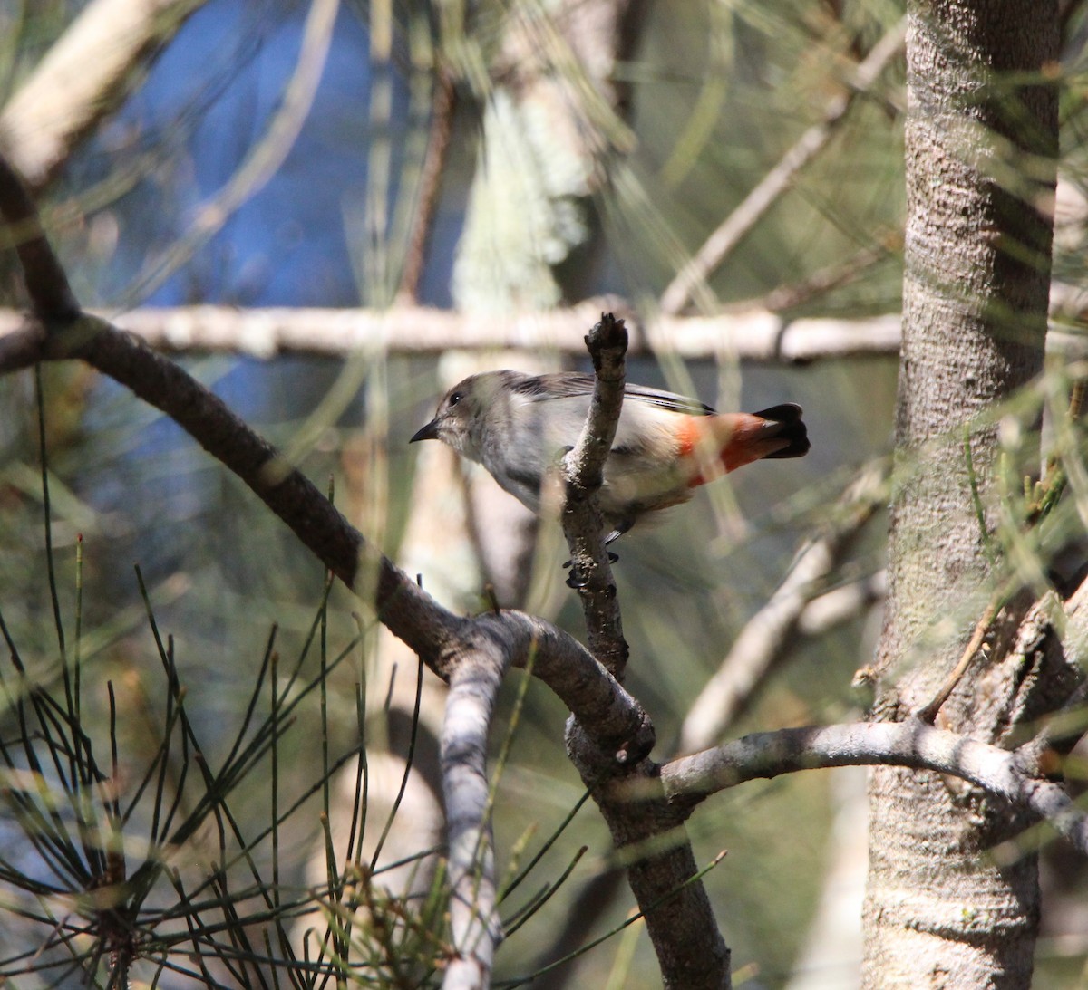 Mistletoebird - ML659371693