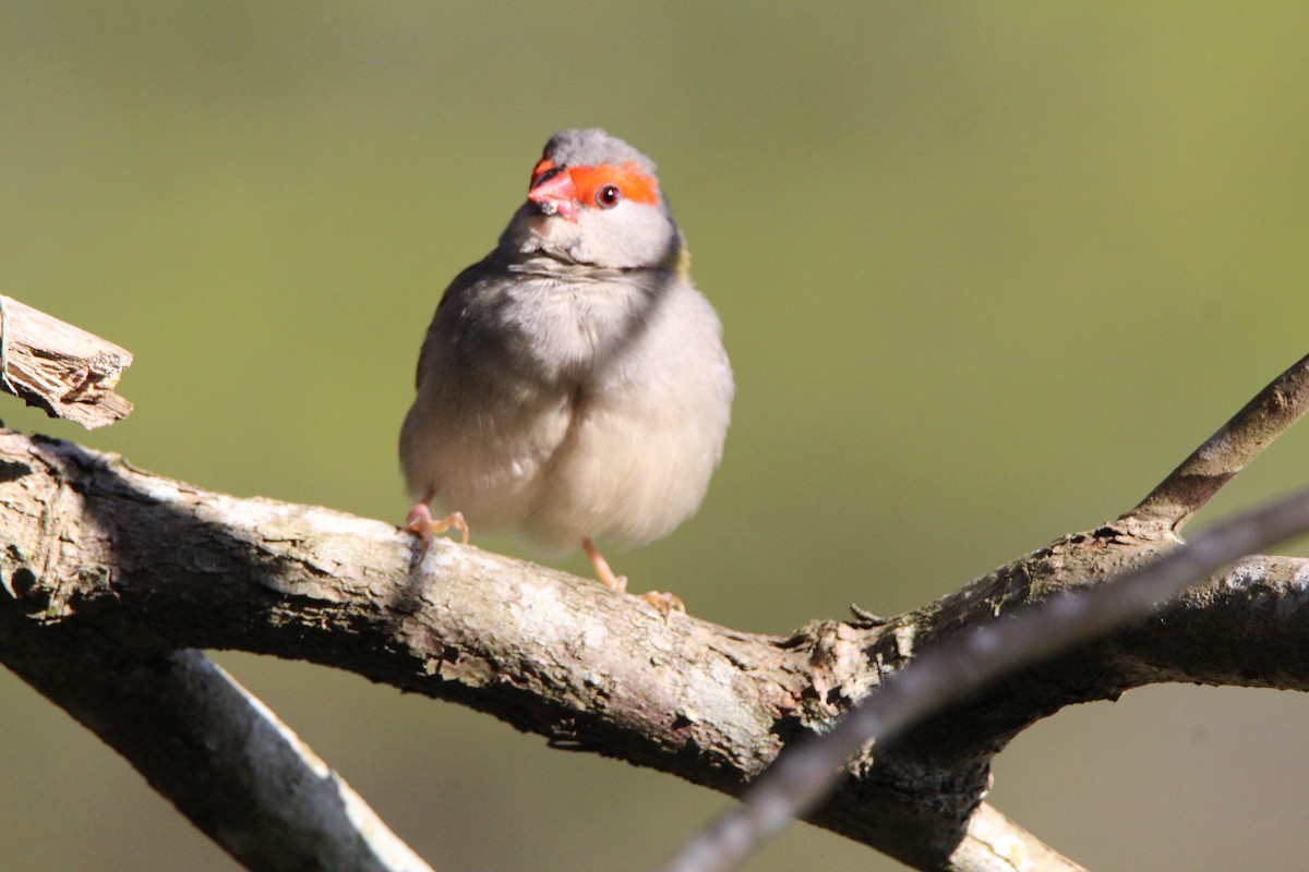 Red-browed Firetail - ML659371704