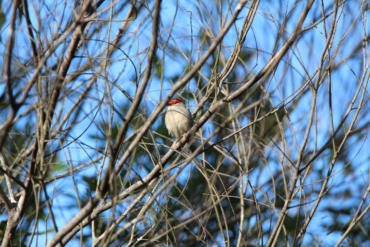 Red-browed Firetail - ML659371714