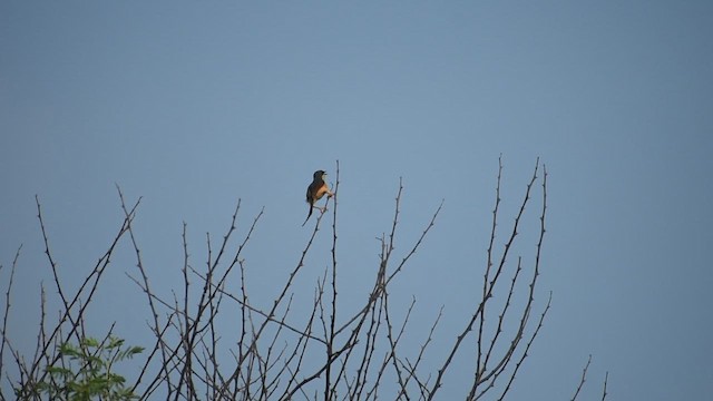 Ashy Prinia - ML659371824