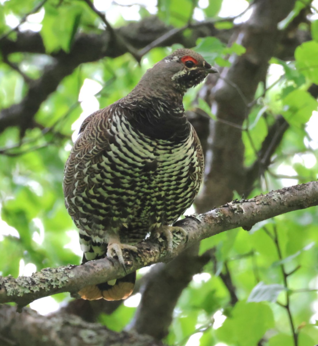 Spruce Grouse - ML659371830
