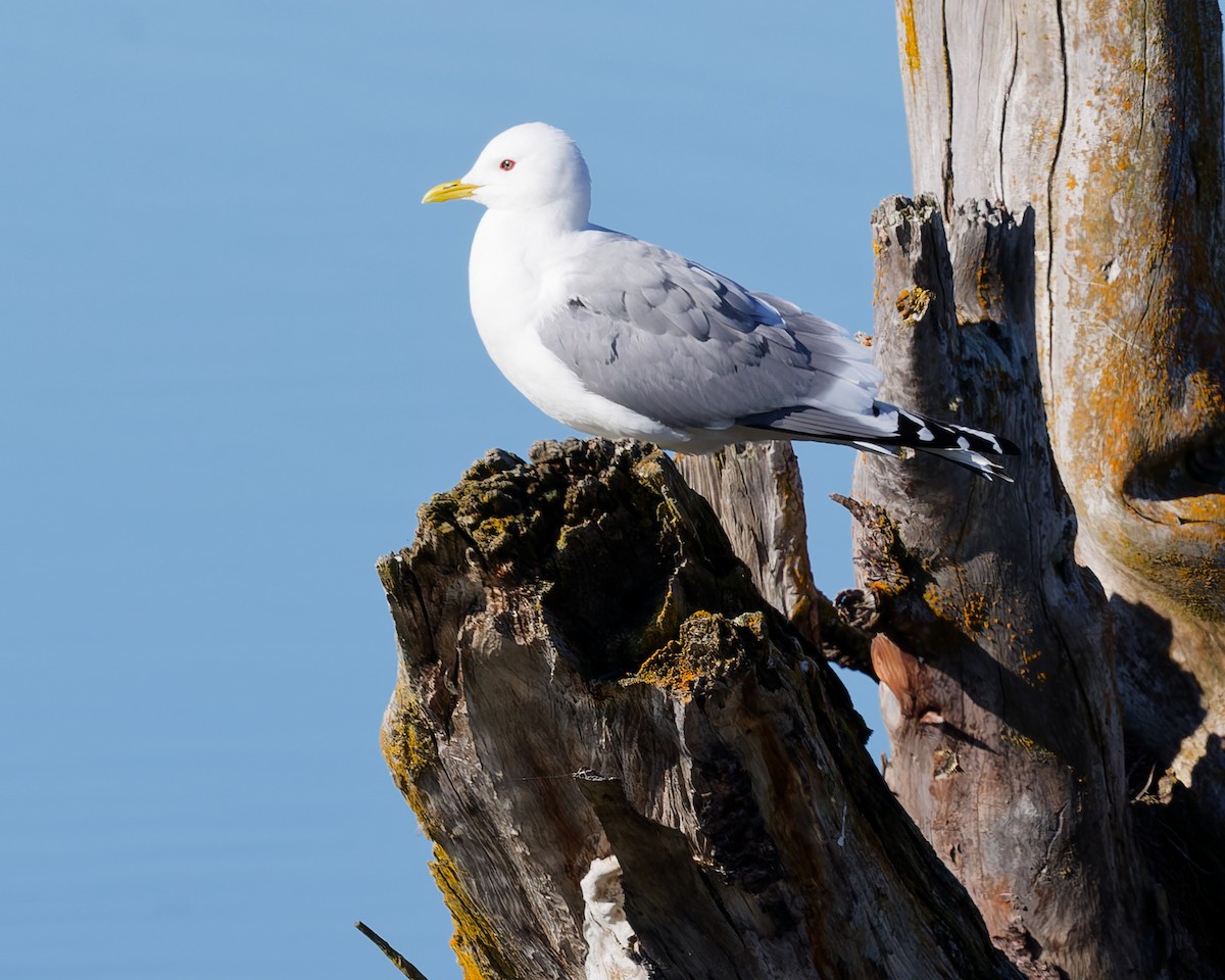 Short-billed Gull - ML659371994