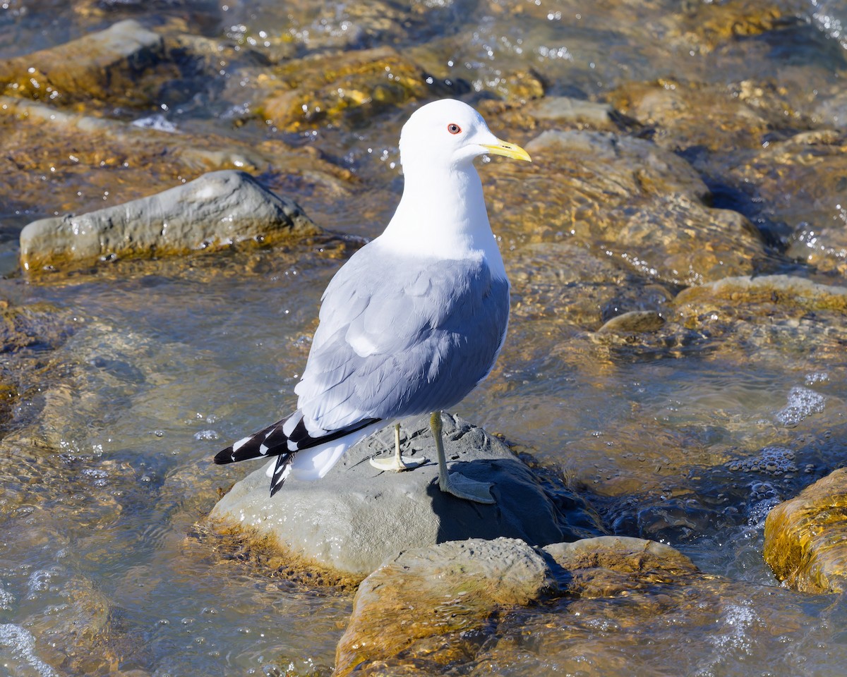 Short-billed Gull - ML659371995