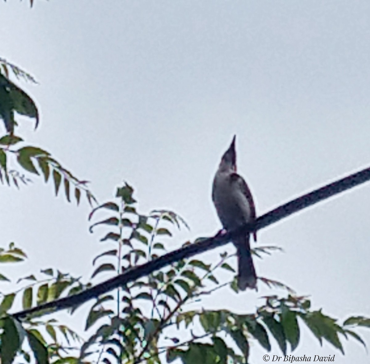 Red-whiskered Bulbul - ML659372017